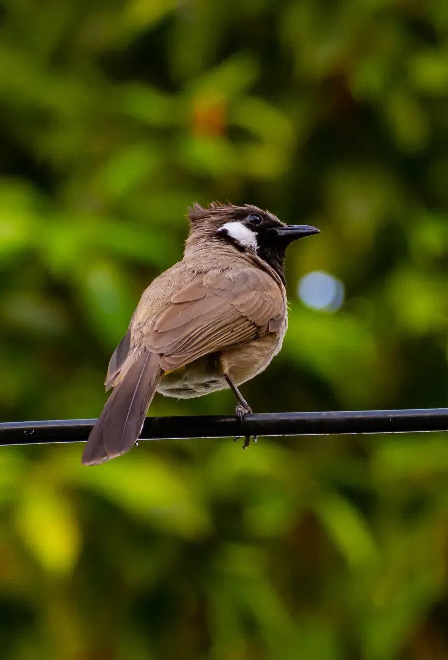 A Himalayan songbird perched among fresh green leaves