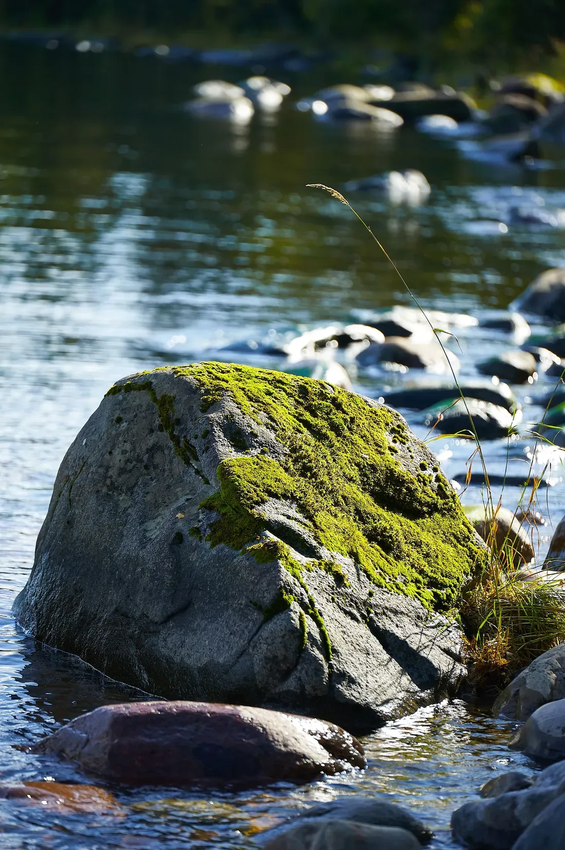 A moss-covered boulder in a clear mountain stream