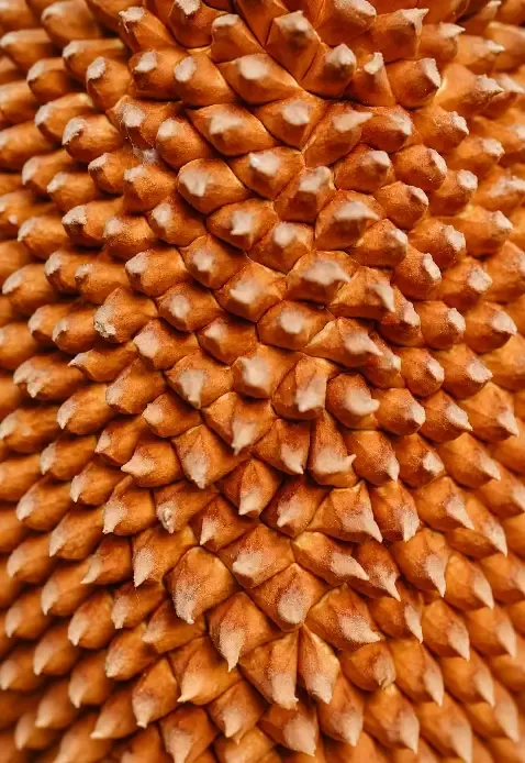 Hand-woven cane detail from an Elara interior