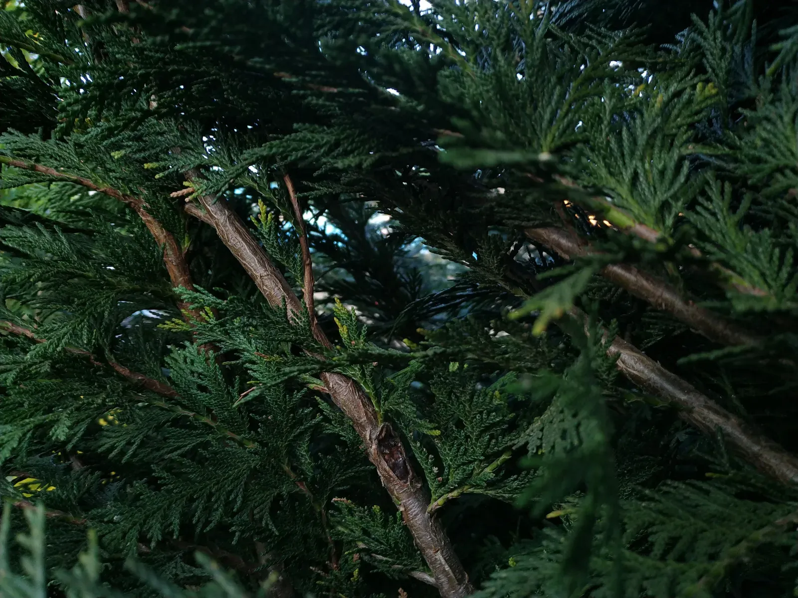 An Elara terrace opening into a canopy of Himalayan cedars