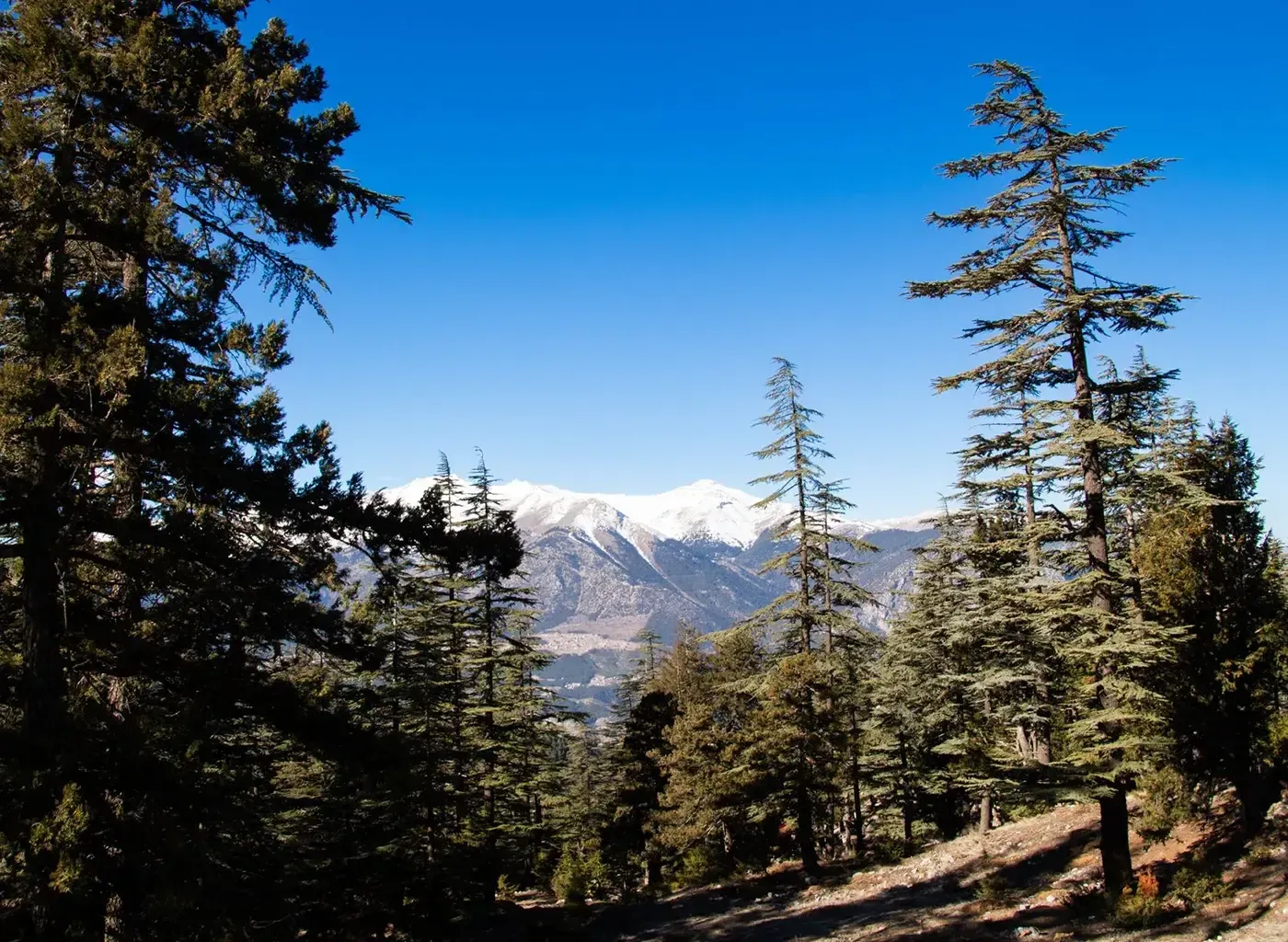 Deodar cedar canopy above McLeod Ganj