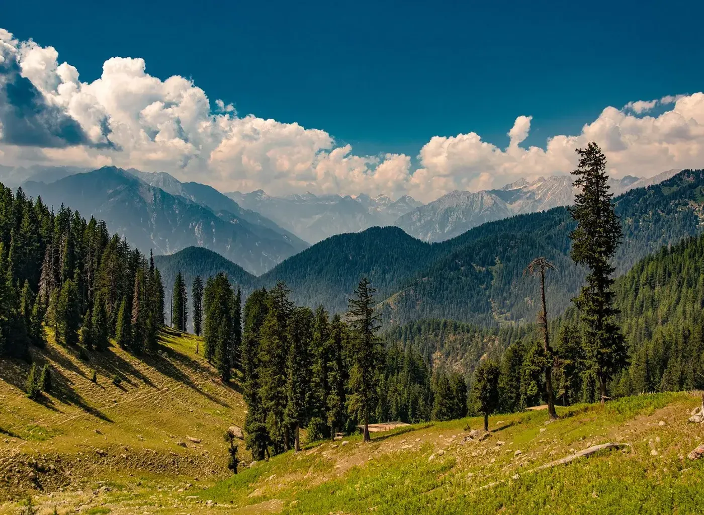 Autumn forest slopes of the Kangra valley below snow peaks