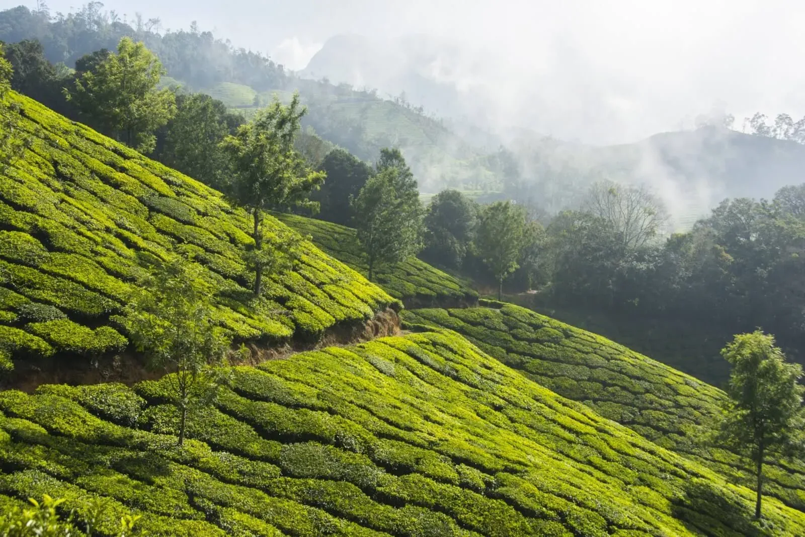 Terraced tea gardens rolling into the morning mist